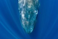 Blue whales are going eerily silent—and scientists say it’s a warning sign