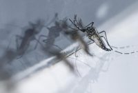 Chikungunya cases in Singapore double; authorities monitoring situation closely