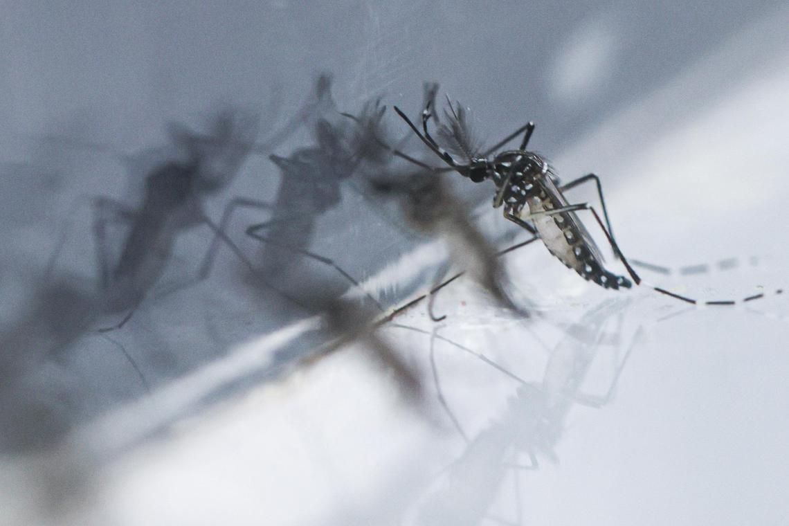 Chikungunya cases in Singapore double; authorities monitoring situation closely