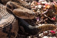 Hiker dies after suffering rattlesnake bite in Tennessee state park