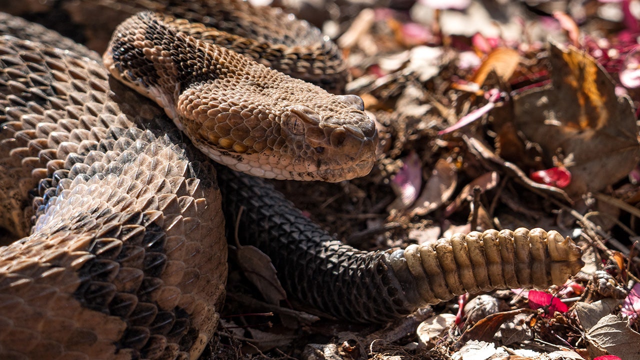 Hiker dies after suffering rattlesnake bite in Tennessee state park