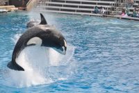 Jessica Radcliffe orca attack video: Killer whale clip fake, no trainer by that name exists